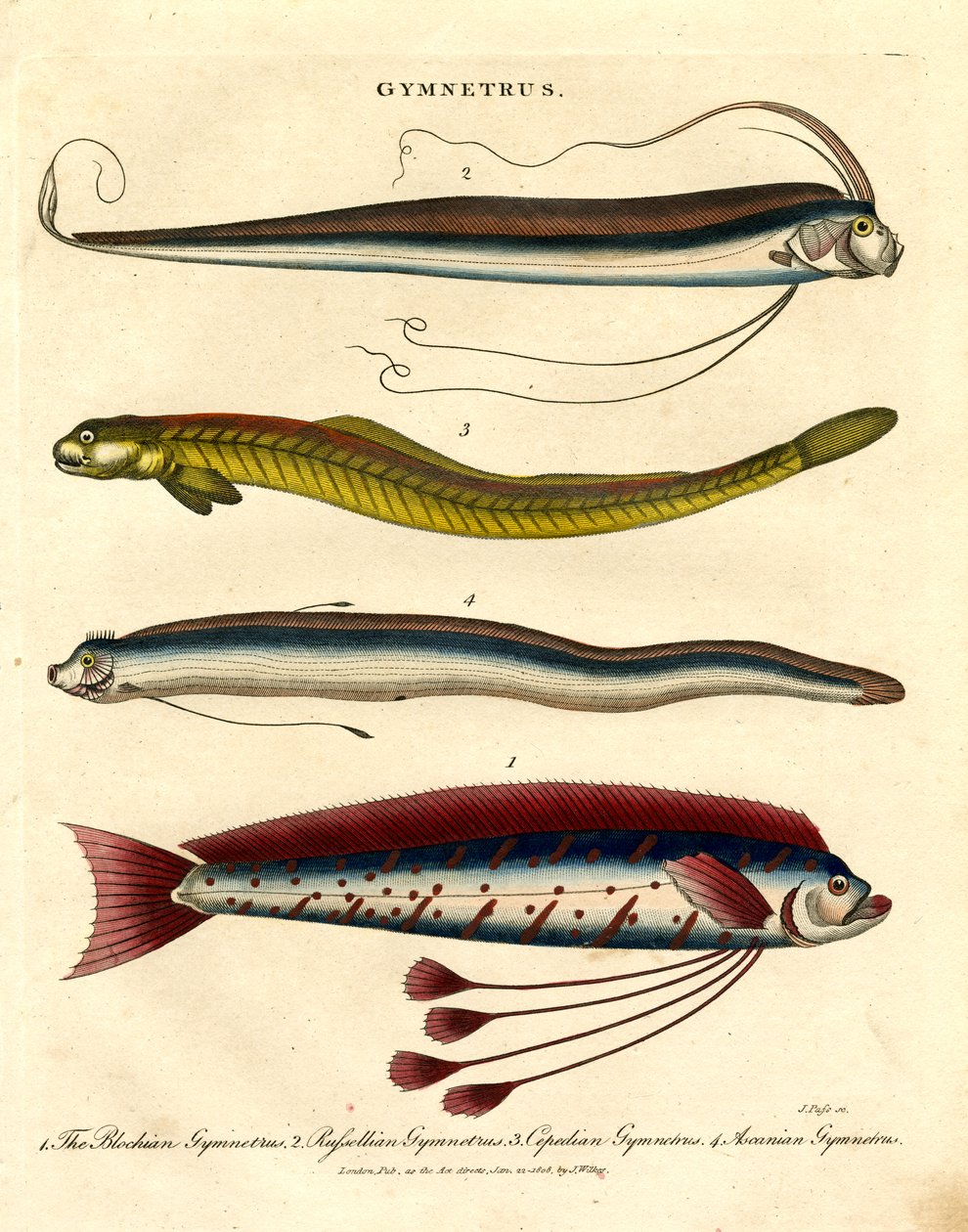 Espèces de Gymnetrus - Poisson ruban - John Pass