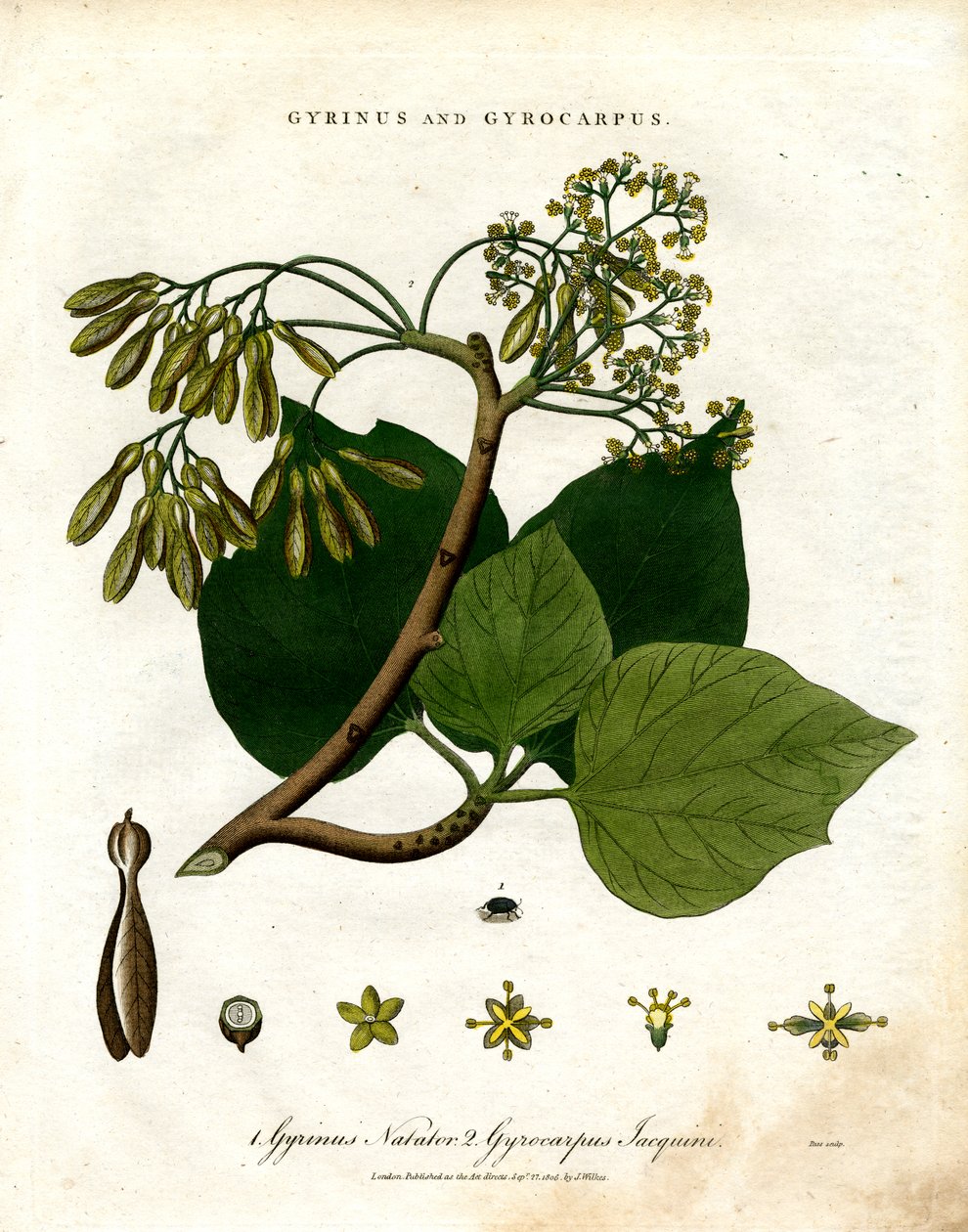 Gyrinus et Gyrocarpus - John Pass