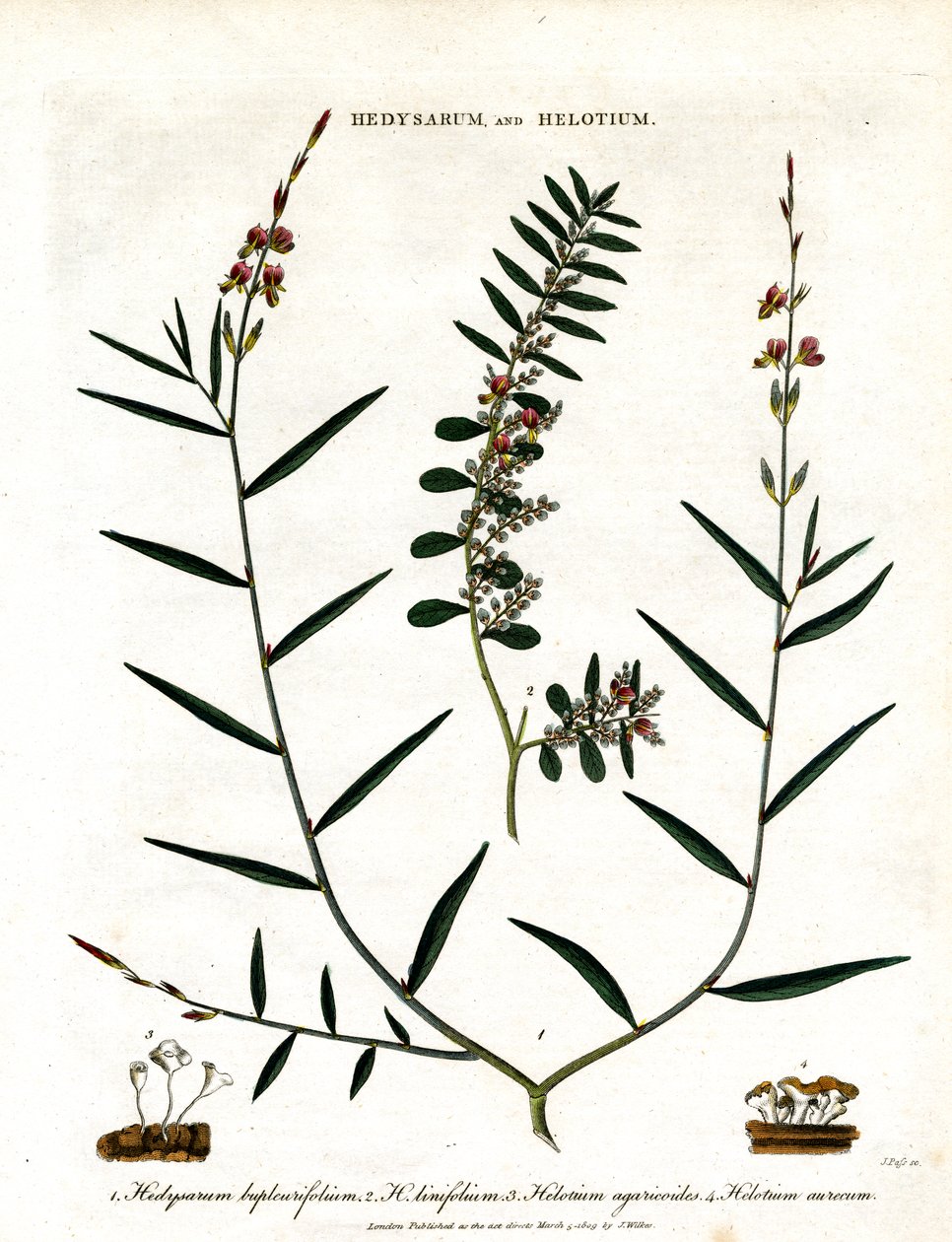 Hedysarum et Helotium - John Pass