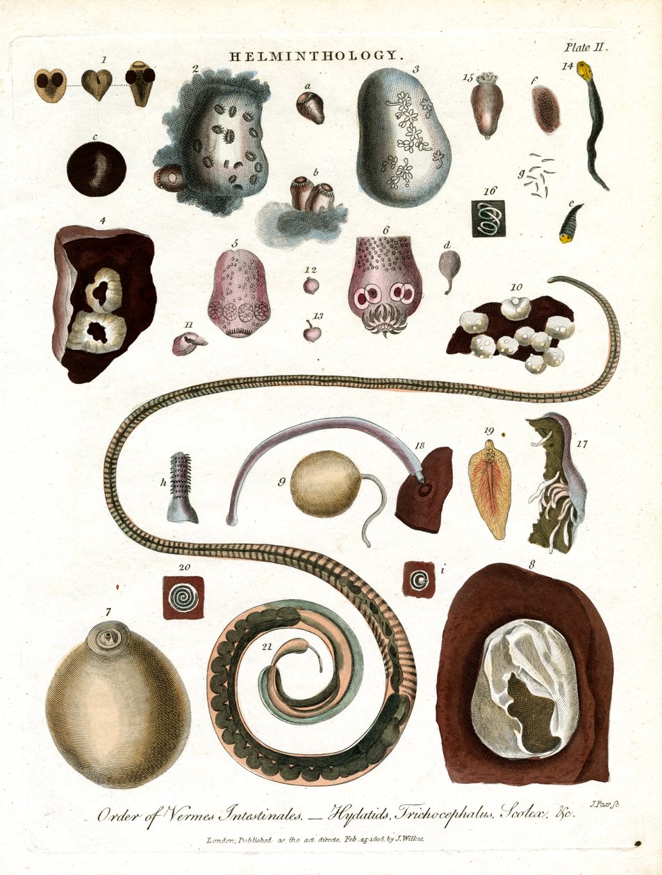 Helminthologie;Planche II - Ordre des vers intestinaux - John Pass