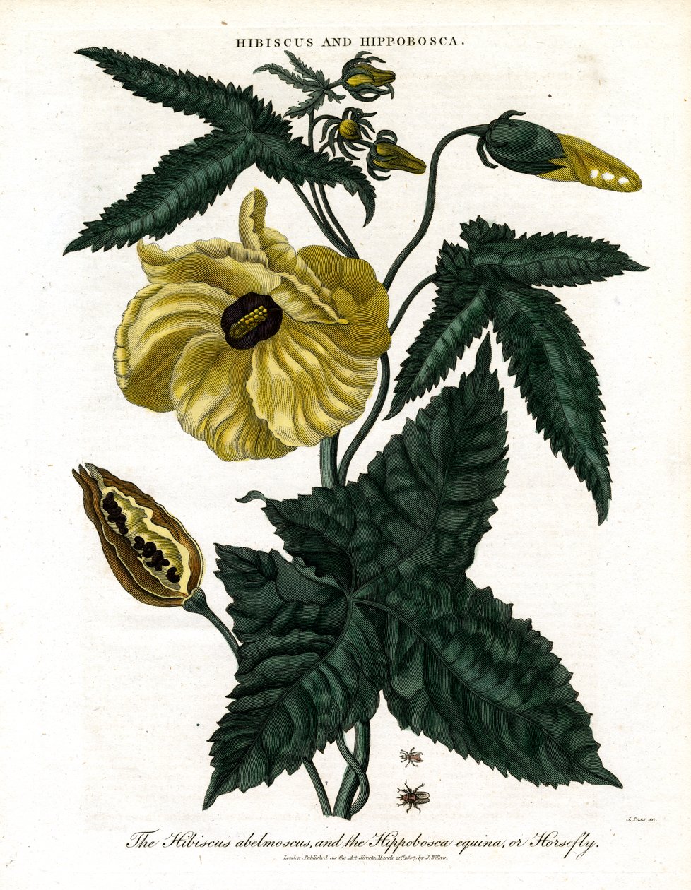 Hibiscus et Hippobosca - John Pass