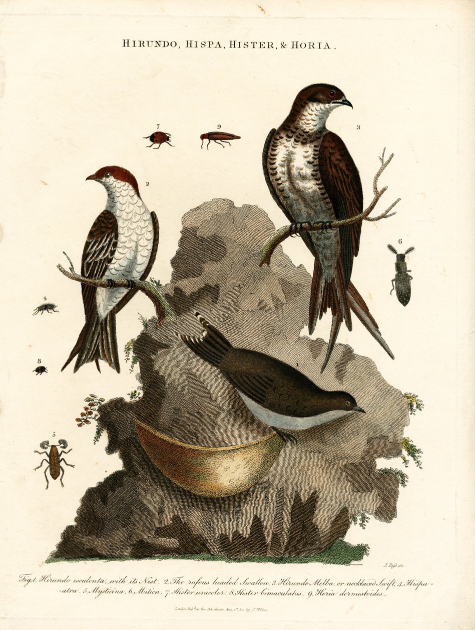 Hirundo;Hispa;Hister  Hortia : Hirondelles et coléoptères - John Pass