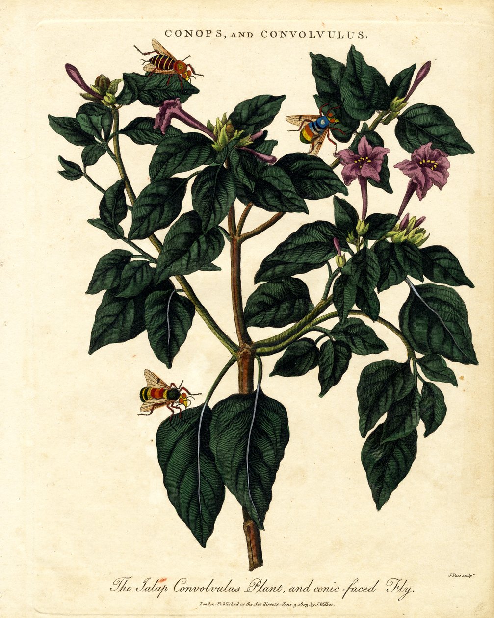 Plante de Jalap Convolvulus et mouche à face conique - John Pass