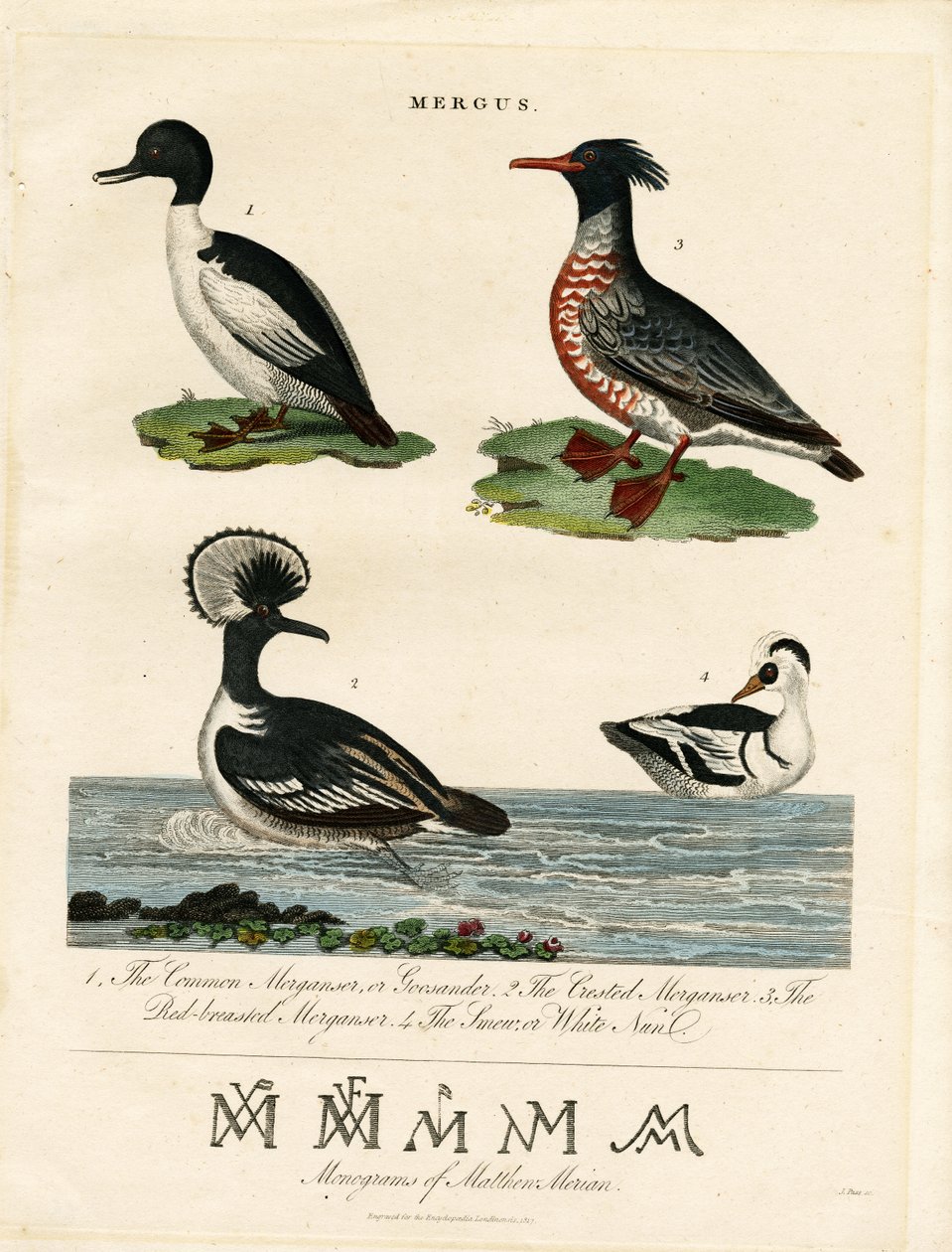 Harle bièvre (Mergus) - John Pass