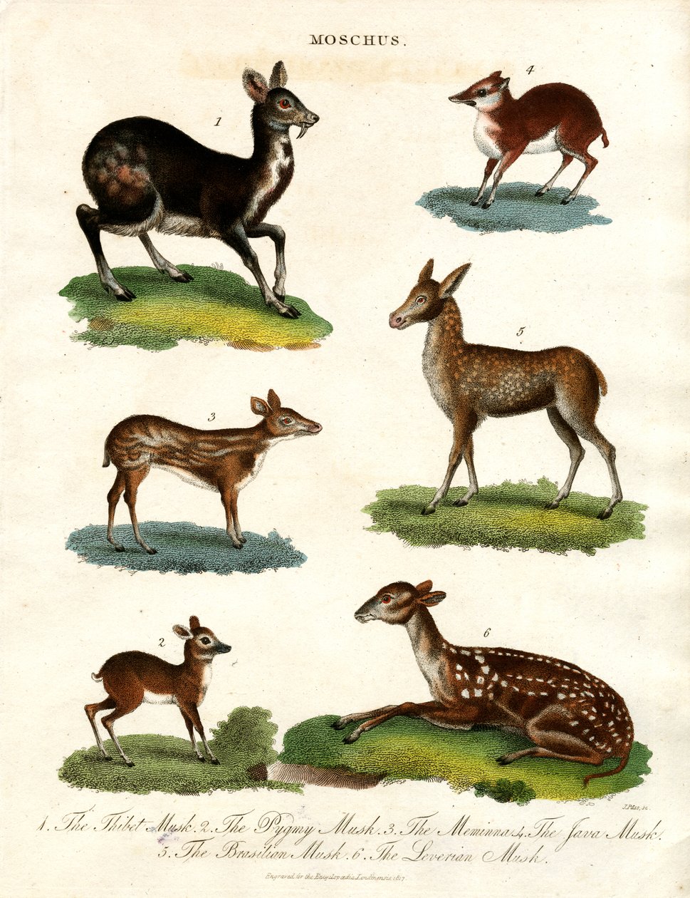 Moschus : Diverses espèces de cerfs musqués - John Pass