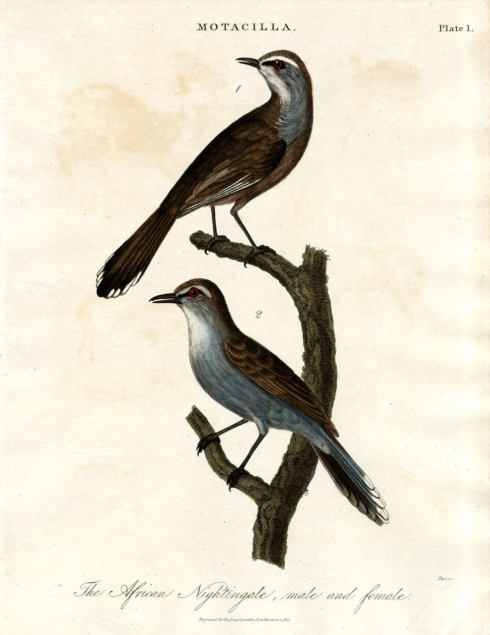 Motacilla - Rossignol africain - John Pass