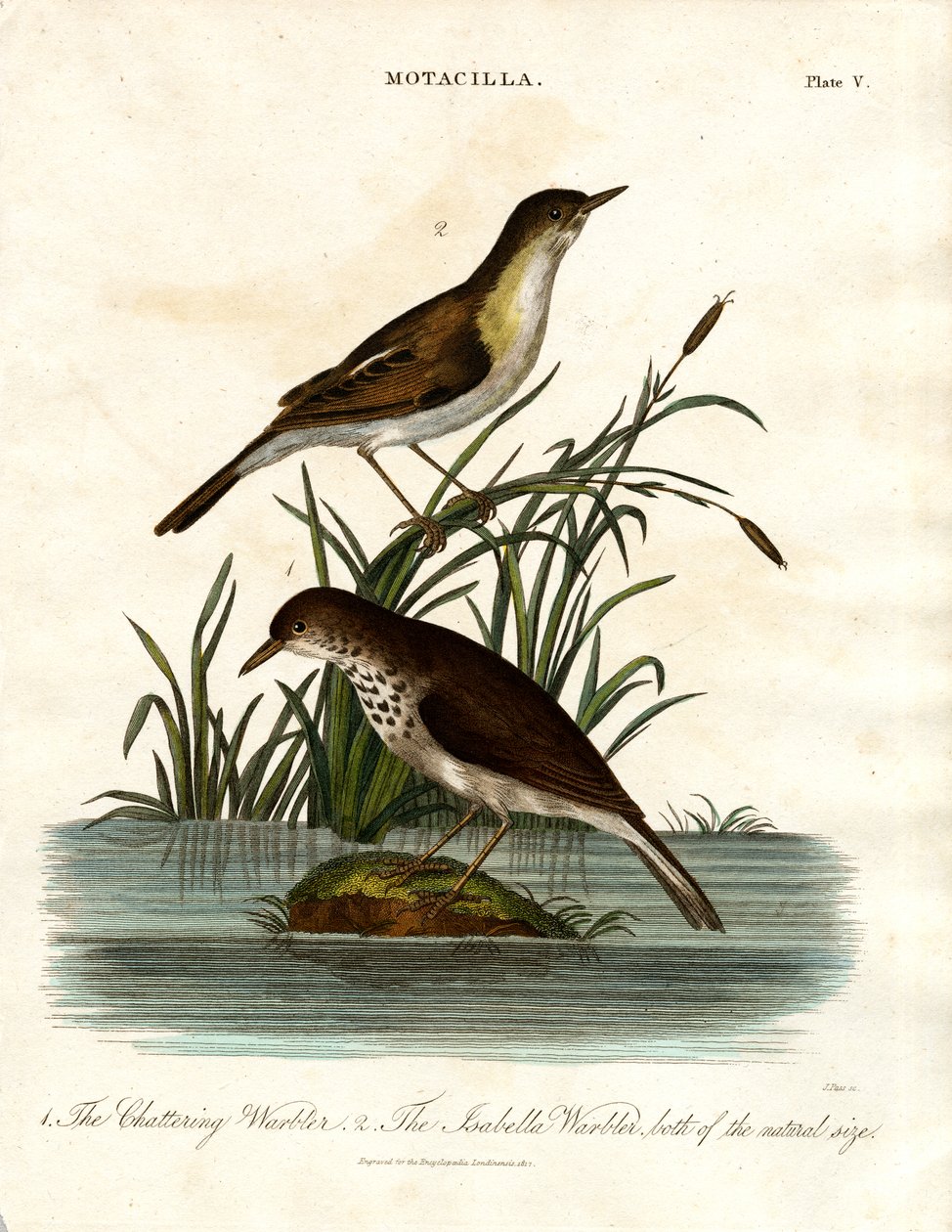 Motacilla : fauvette bavarde et fauvette isabelle - John Pass
