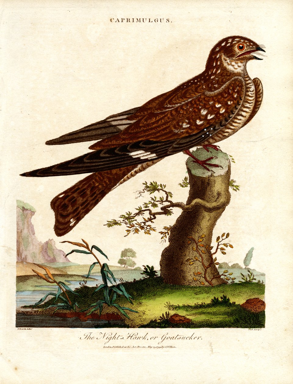 Engoulevent (Caprimulgus) - John Pass