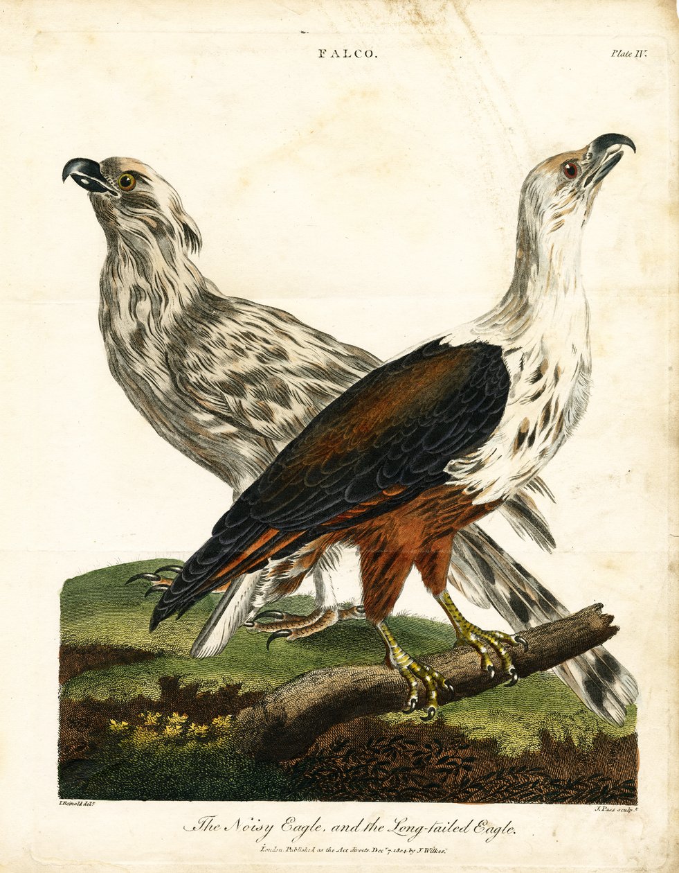Aigle bruyant et aigle à longue queue - John Pass