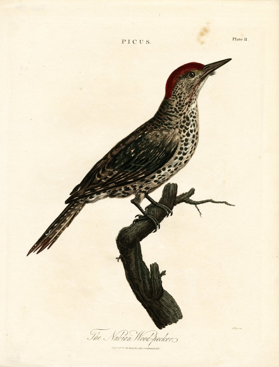 Pic de Nubie (Picus) - John Pass