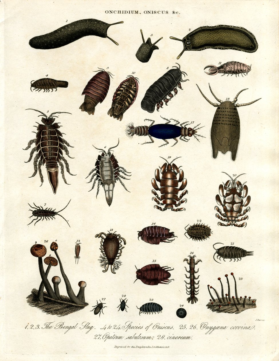 Onchidium ; Oniscus et autres arthropodes - John Pass
