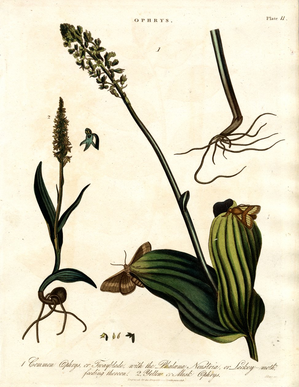 Espèces d