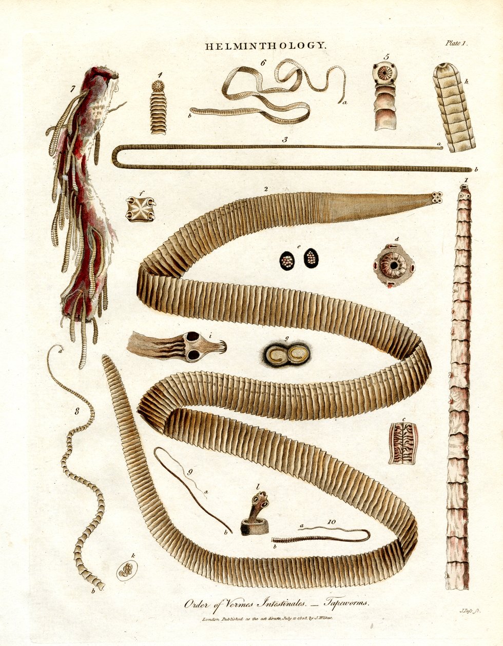 Ordre des vermisseaux Intestinales - Ténias - John Pass