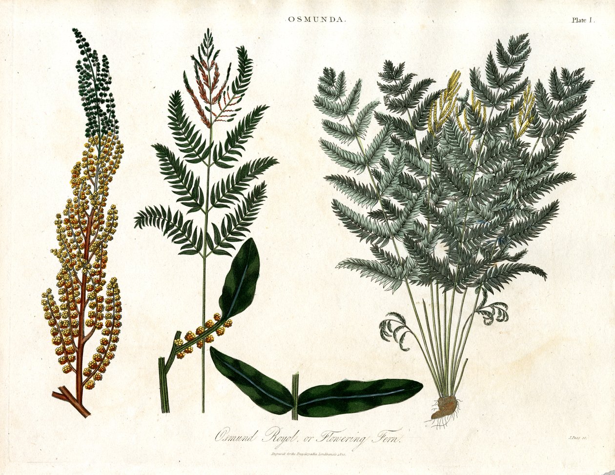 Osmunda - John Pass