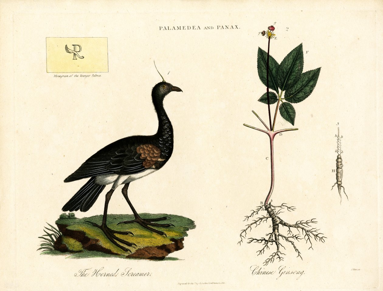 Palamedea et Panax - John Pass