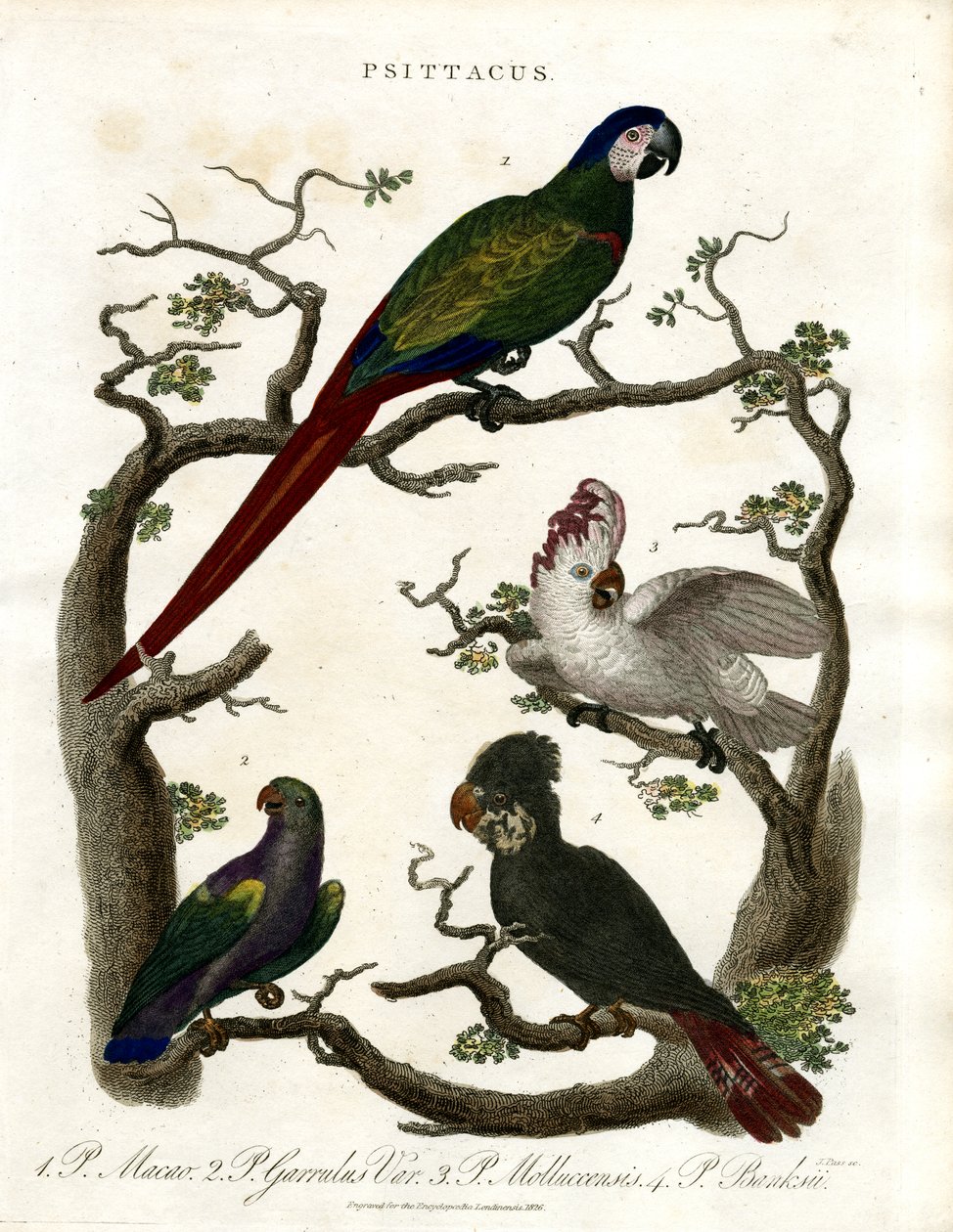 Perroquets (Psittacus) - John Pass