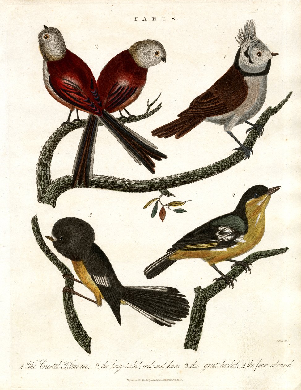 Parus : mésanges et paridés - John Pass