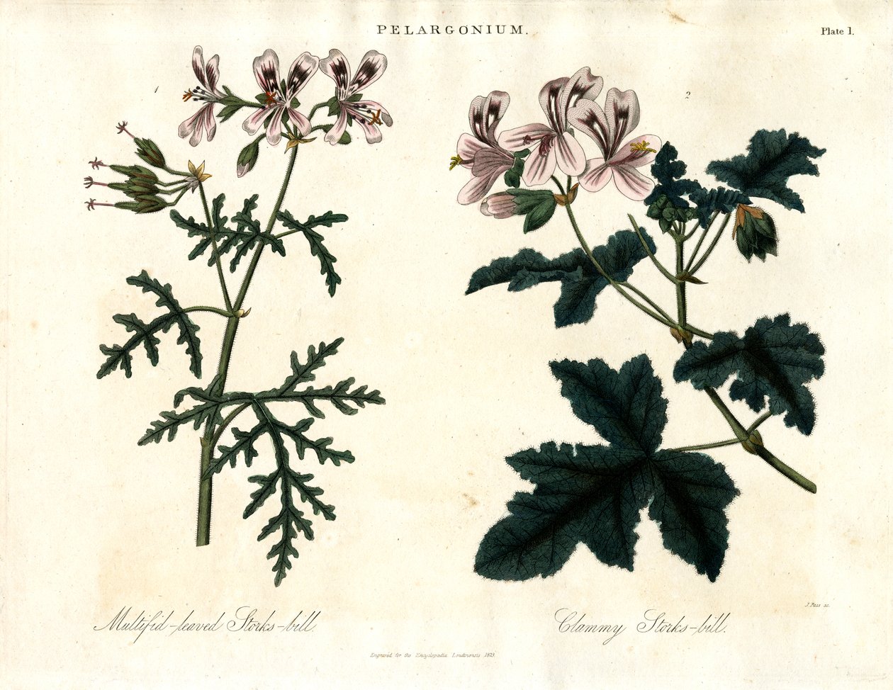Espèces de pélargonium : Pélargonium à feuilles multiples et Pélargonium clammifère - John Pass