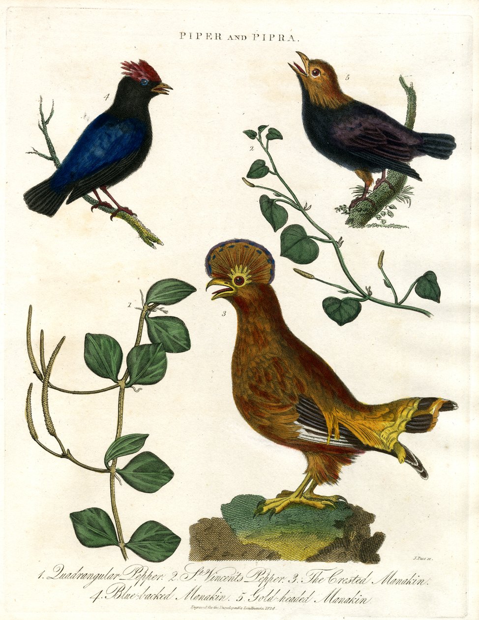 Poivriers et manakins - John Pass