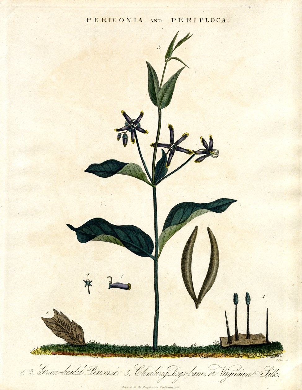 Periconia et Periploca - John Pass