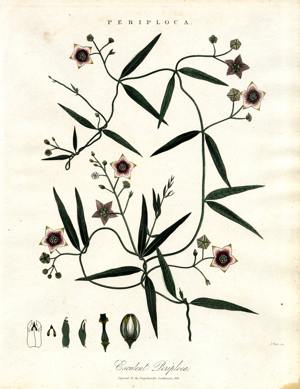 Periploca : Vigne soyeuse africaine - John Pass
