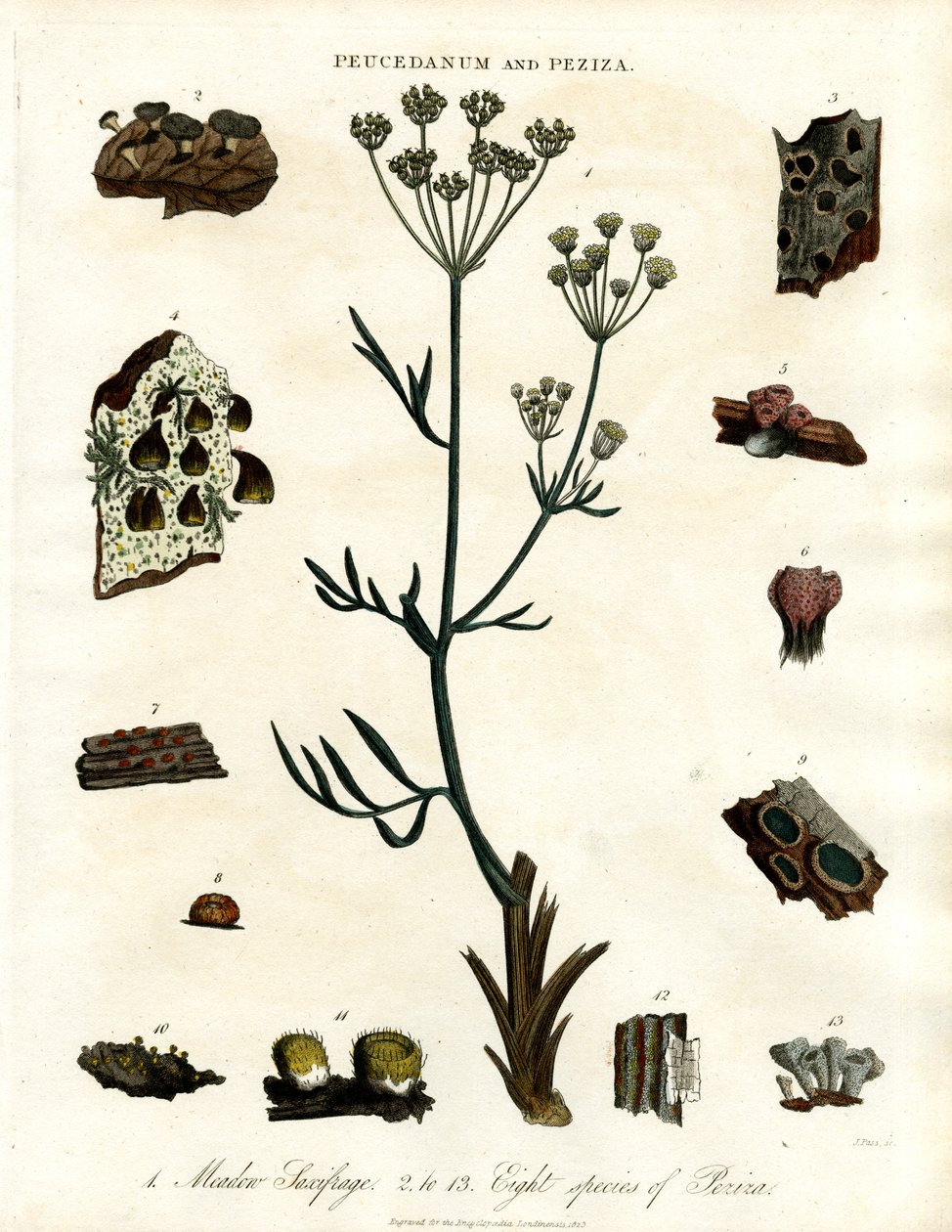 Peucedanum et Peziza - John Pass