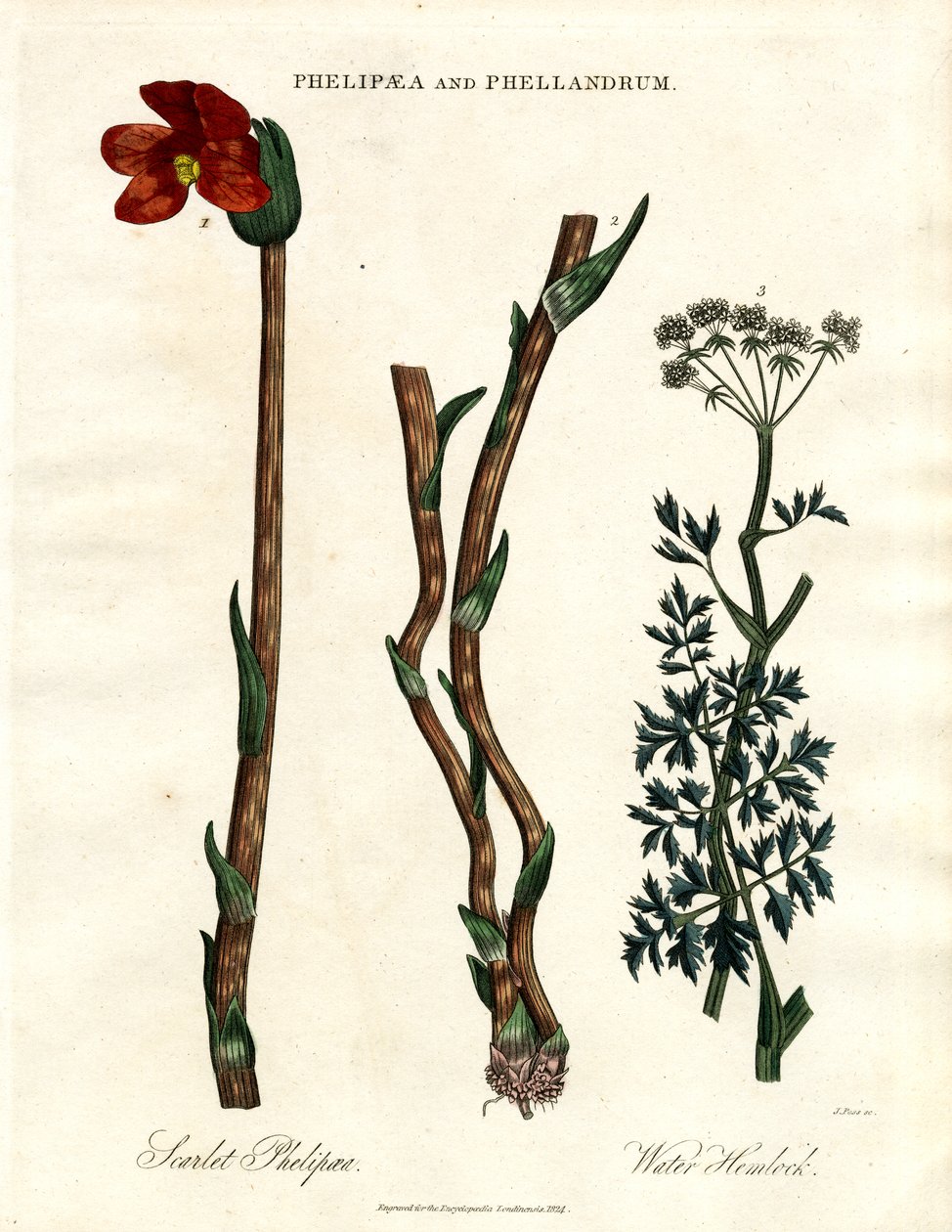 Phelipaea et Phellandrum - John Pass