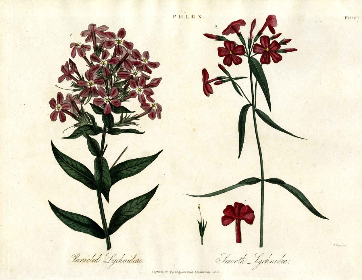 Espèces de phlox - John Pass