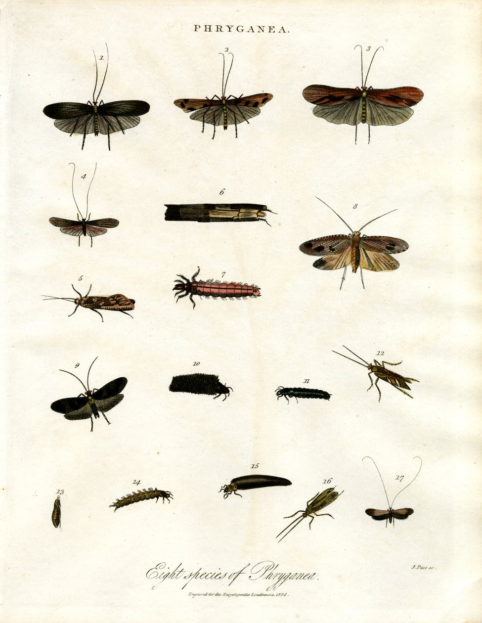 Phryganea - Phryganes - John Pass