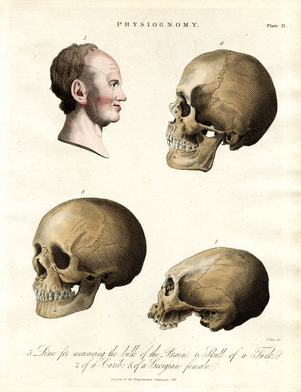 Physiognomonie - Crânes de différentes ethnies - John Pass