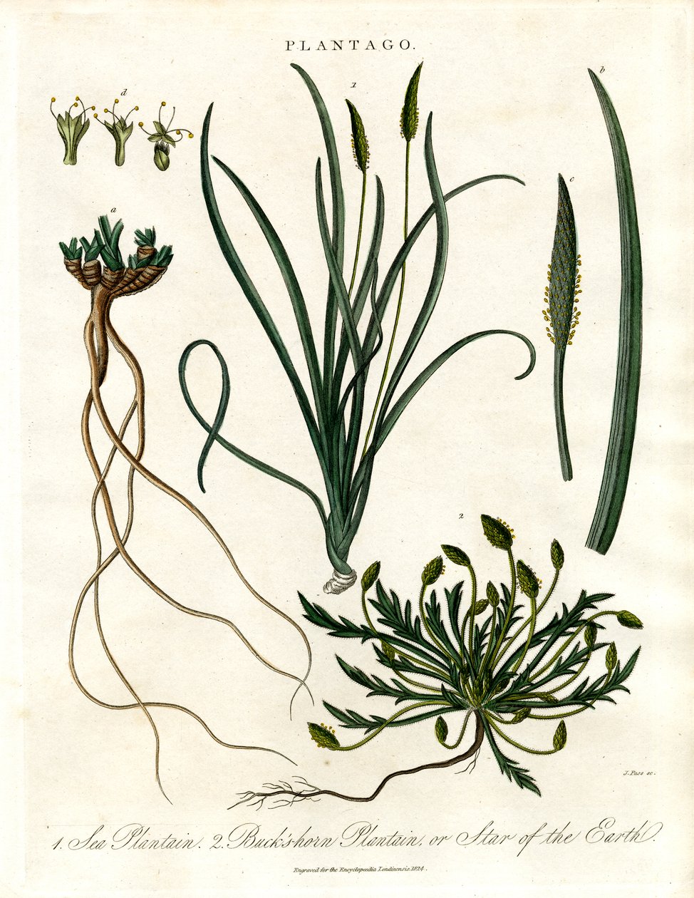 Espèces de Plantago - John Pass