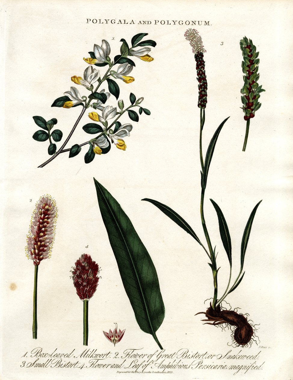 Polygala et Polygonum - John Pass