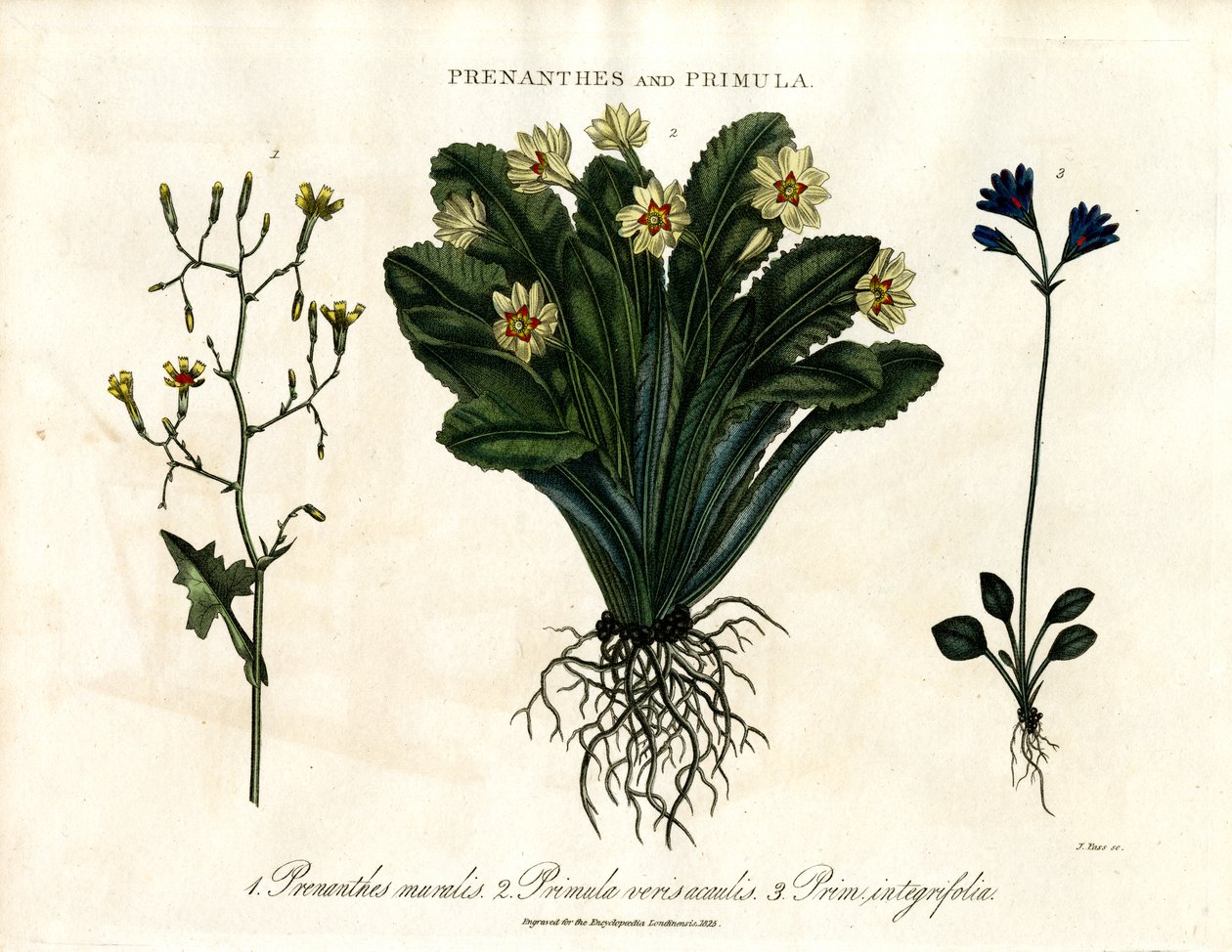 Prenanthes et Primula : Laitue murale, primevère et primevère à feuilles entières - John Pass