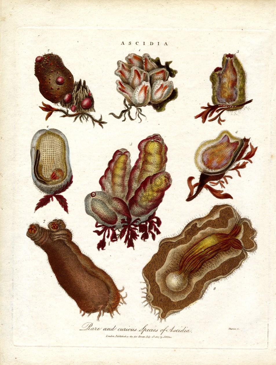 Espèces rares et curieuses d