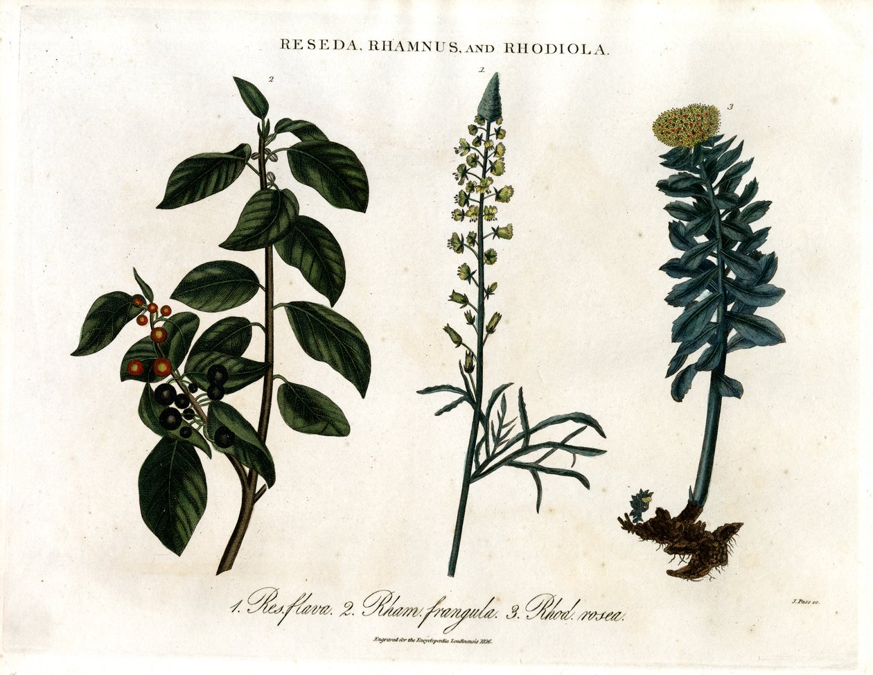 Reseda ; Rhamnus et Rhodiola - John Pass