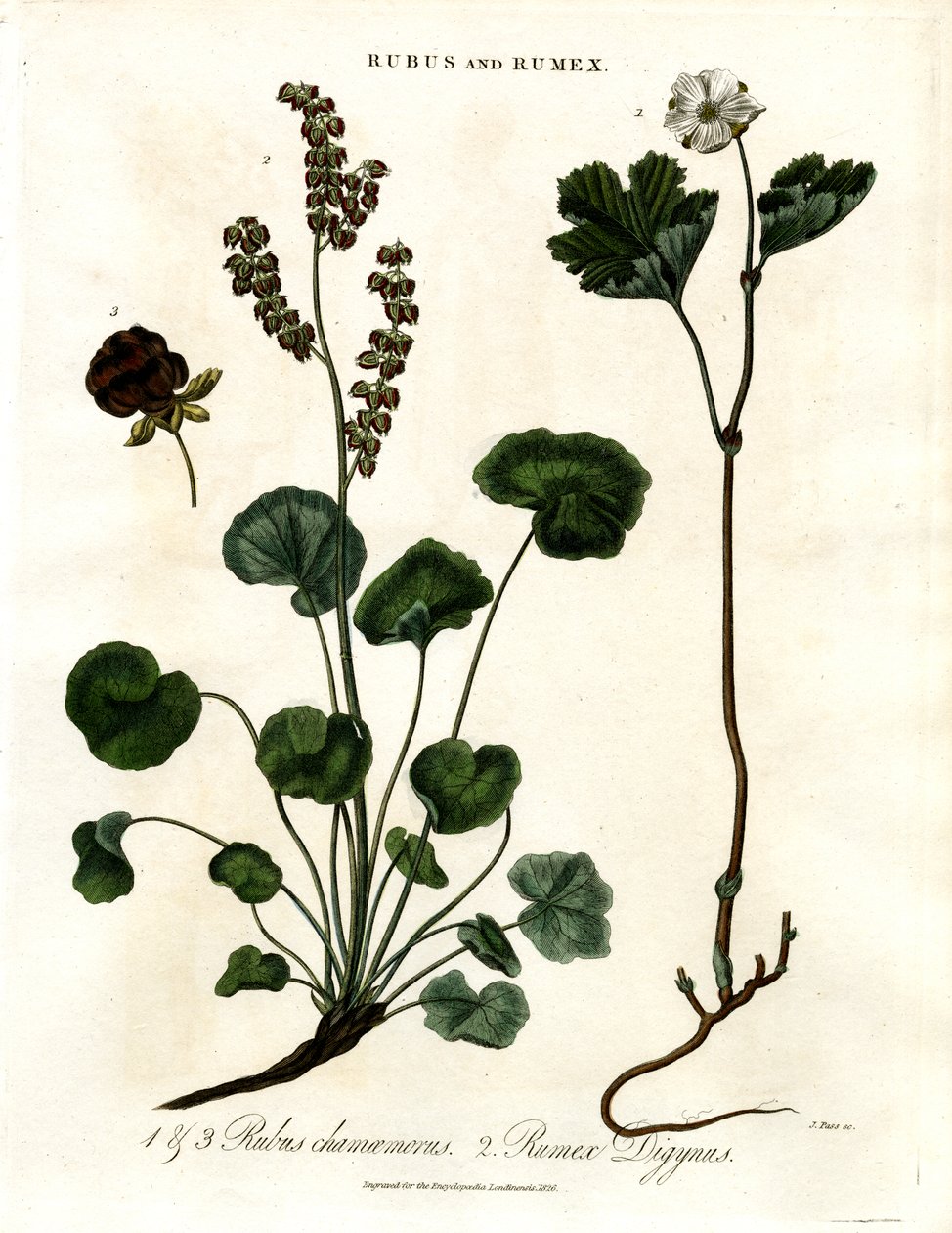 Rubus et Rumex : Myrtille et oseille de montagne - John Pass
