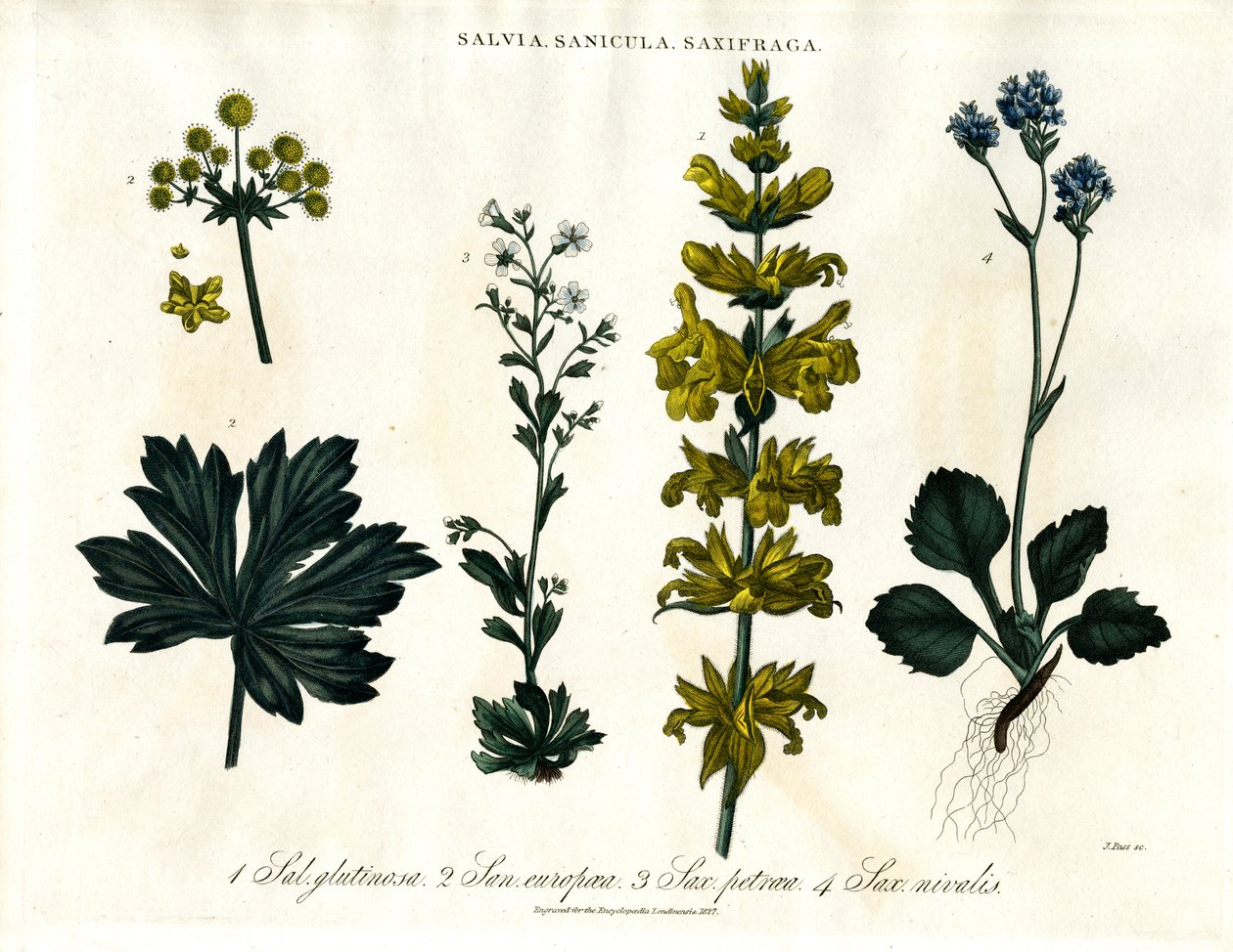 Espèces de sauge, de sanicle et de saxifrage - John Pass