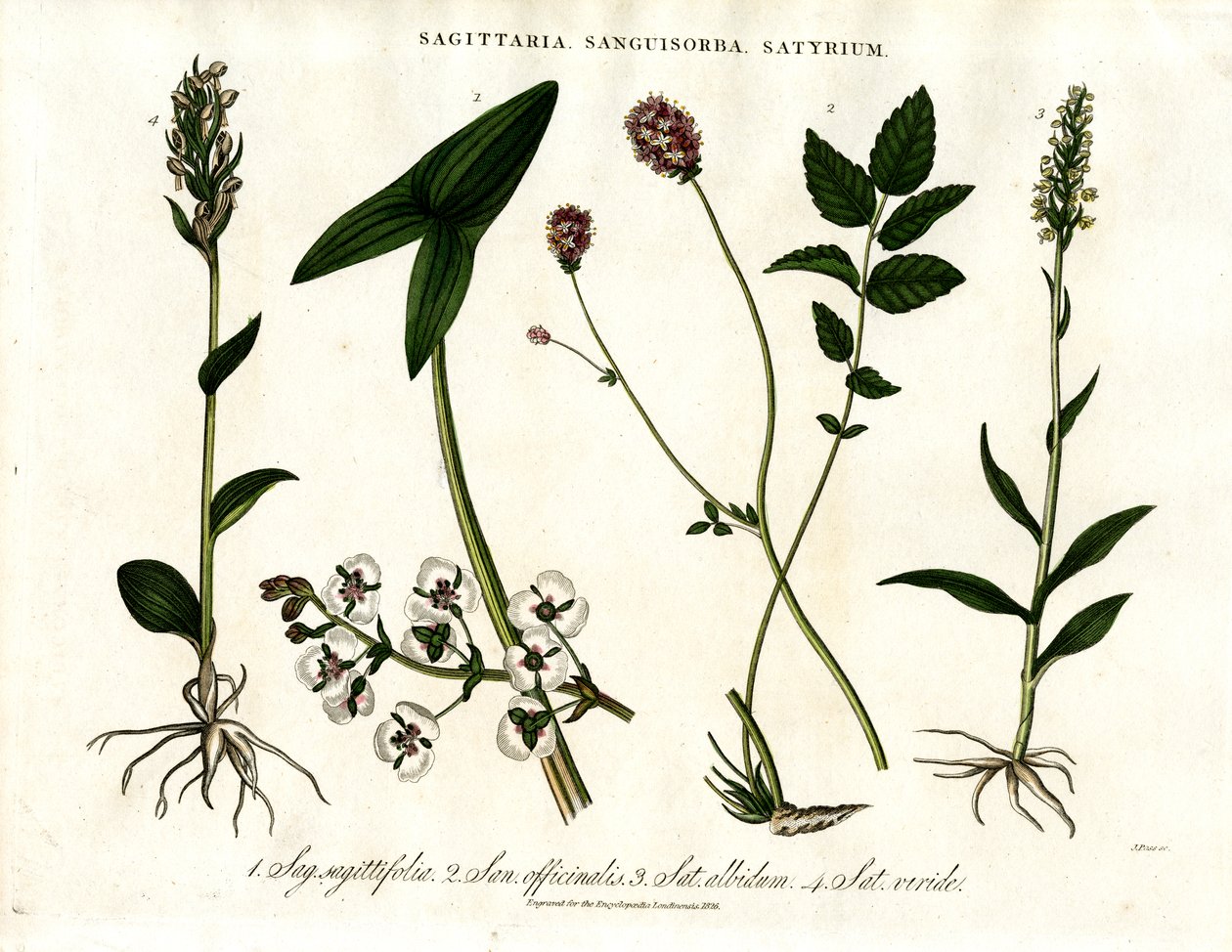 Sagittaria, Sanguisorba et Satyrium : Représentation botanique de diverses espèces de plantes - John Pass