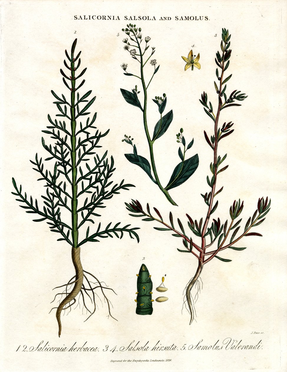 Salicornia ; Salsola et Samolus : Plantes côtières halophytes - John Pass