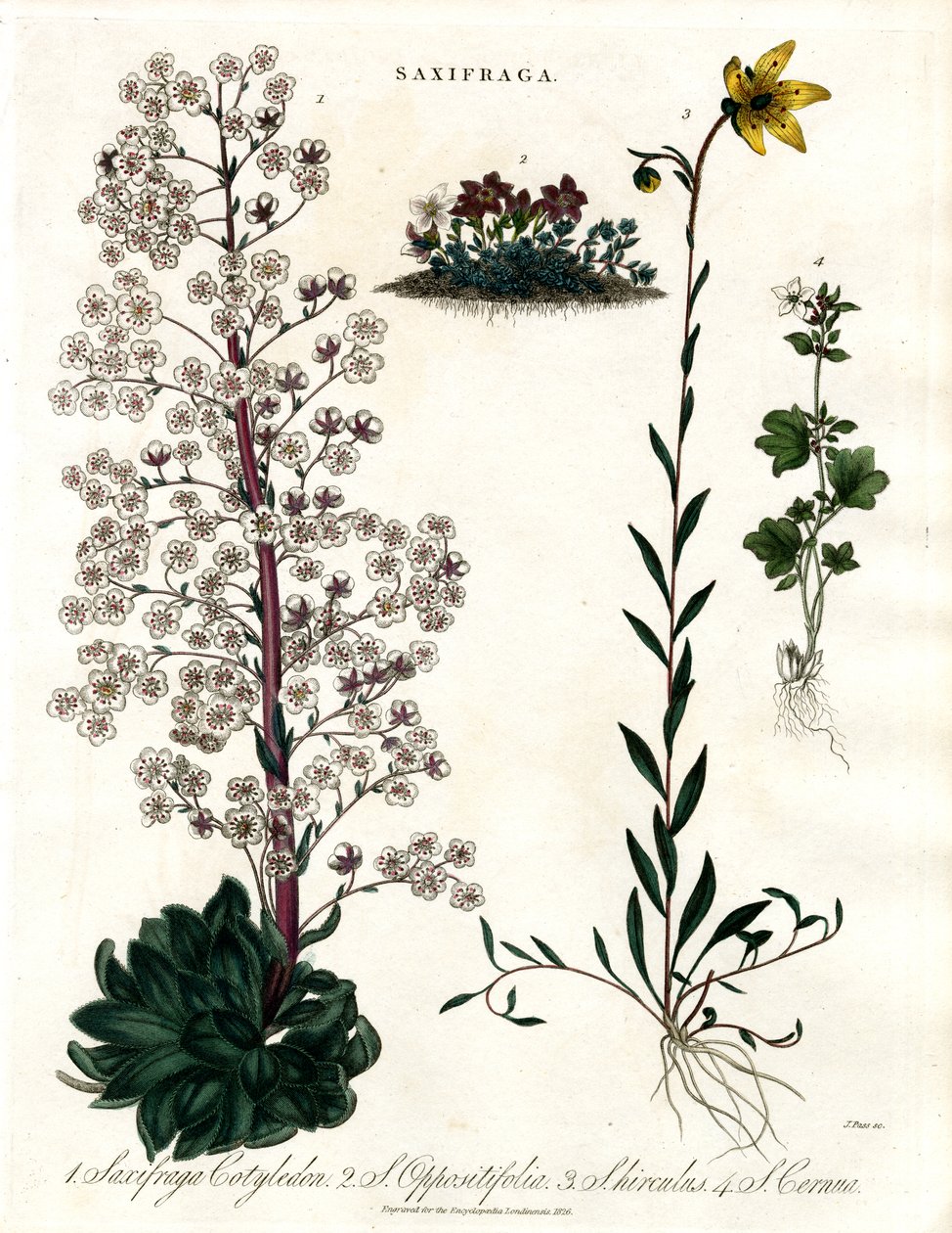Espèces de saxifraga - John Pass