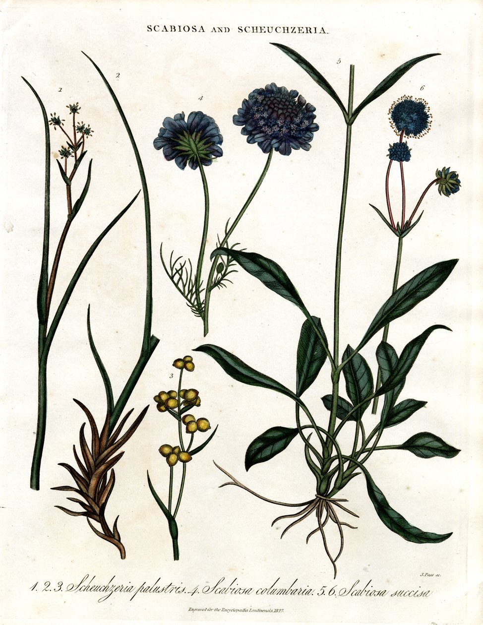 Scabiosa et Scheuchzeria - John Pass