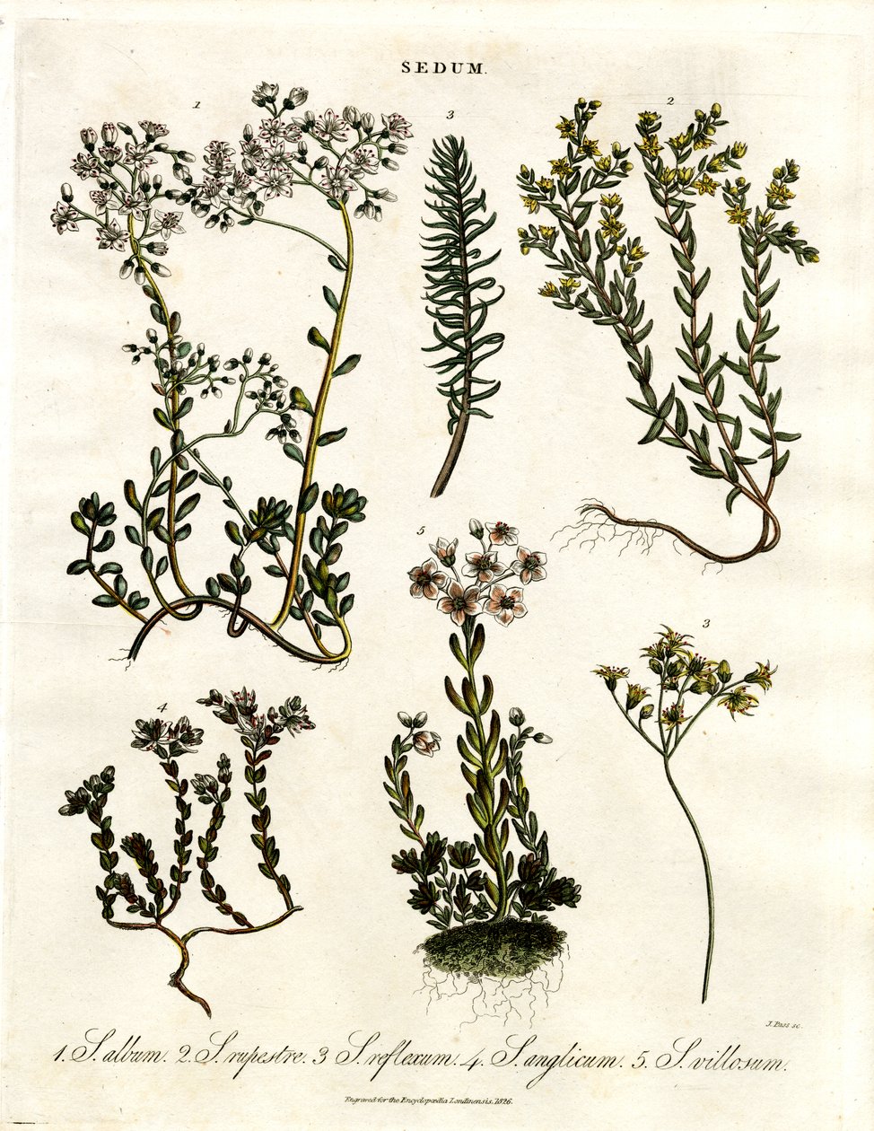 Sedum : Diverses espèces d