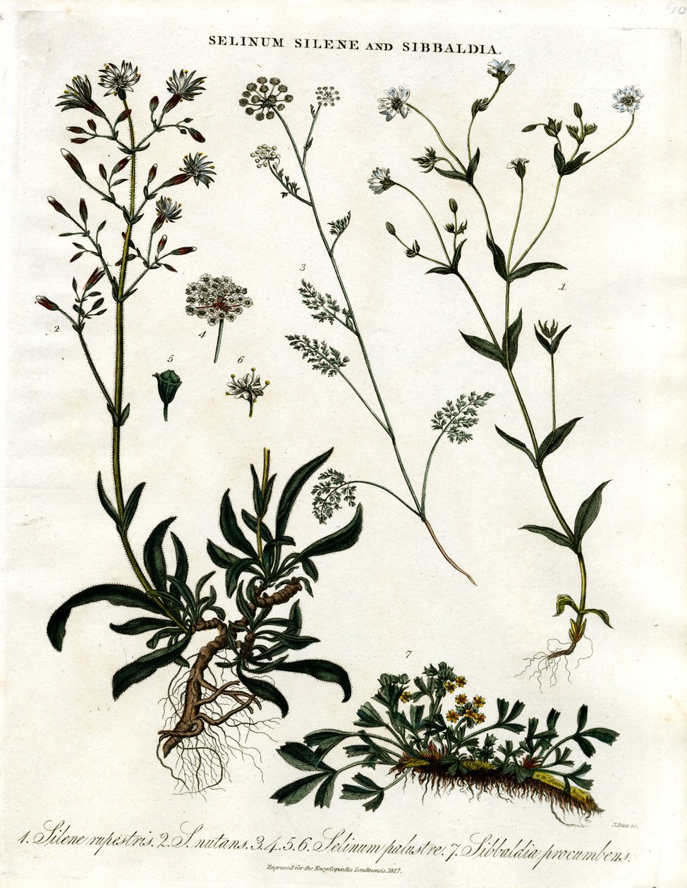 Selinum ; Silene et Sibbaldia - John Pass