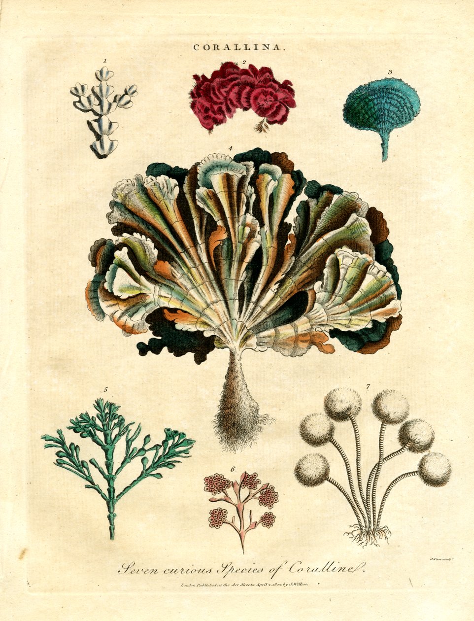 Sept espèces curieuses de corallines - John Pass
