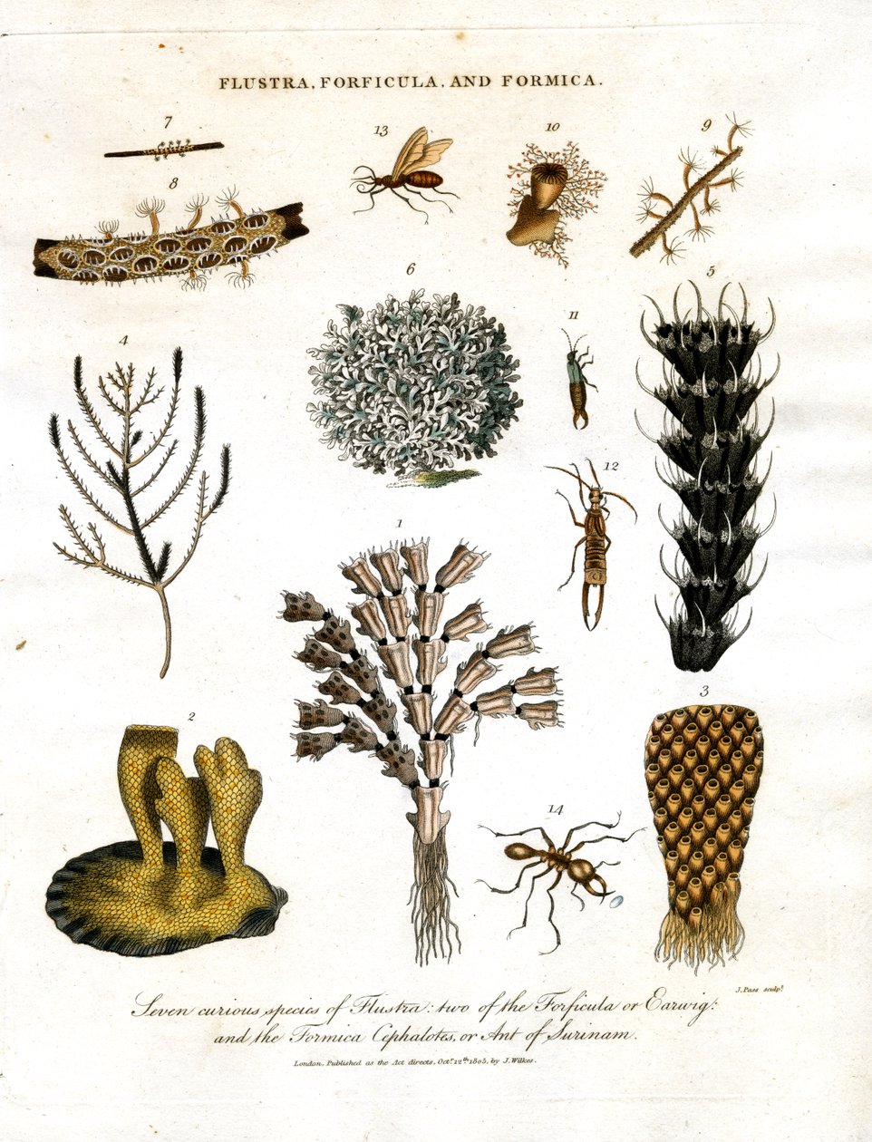 Sept espèces curieuses de Flustra, deux de Forficula ou perce-oreille, et le Formica Cephalotes ou fourmi du Surinam. - John Pass