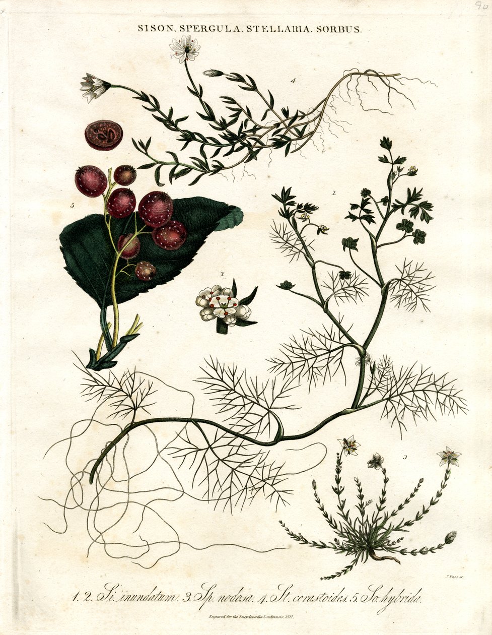 Sison;Spergula;Stellaria;Sorbus - John Pass