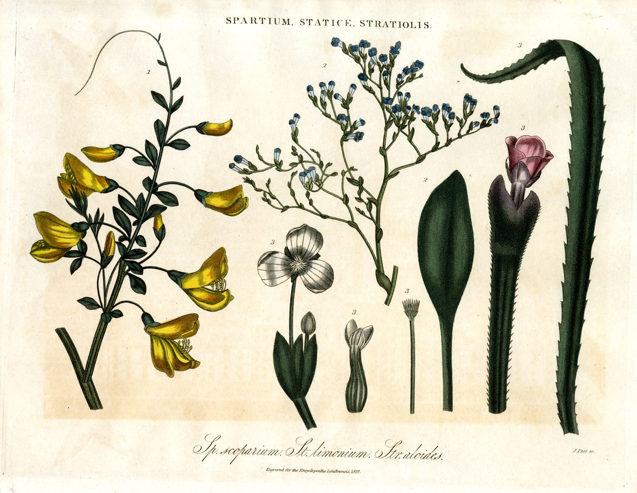 Spartium ; Statice et Stratiolis - John Pass