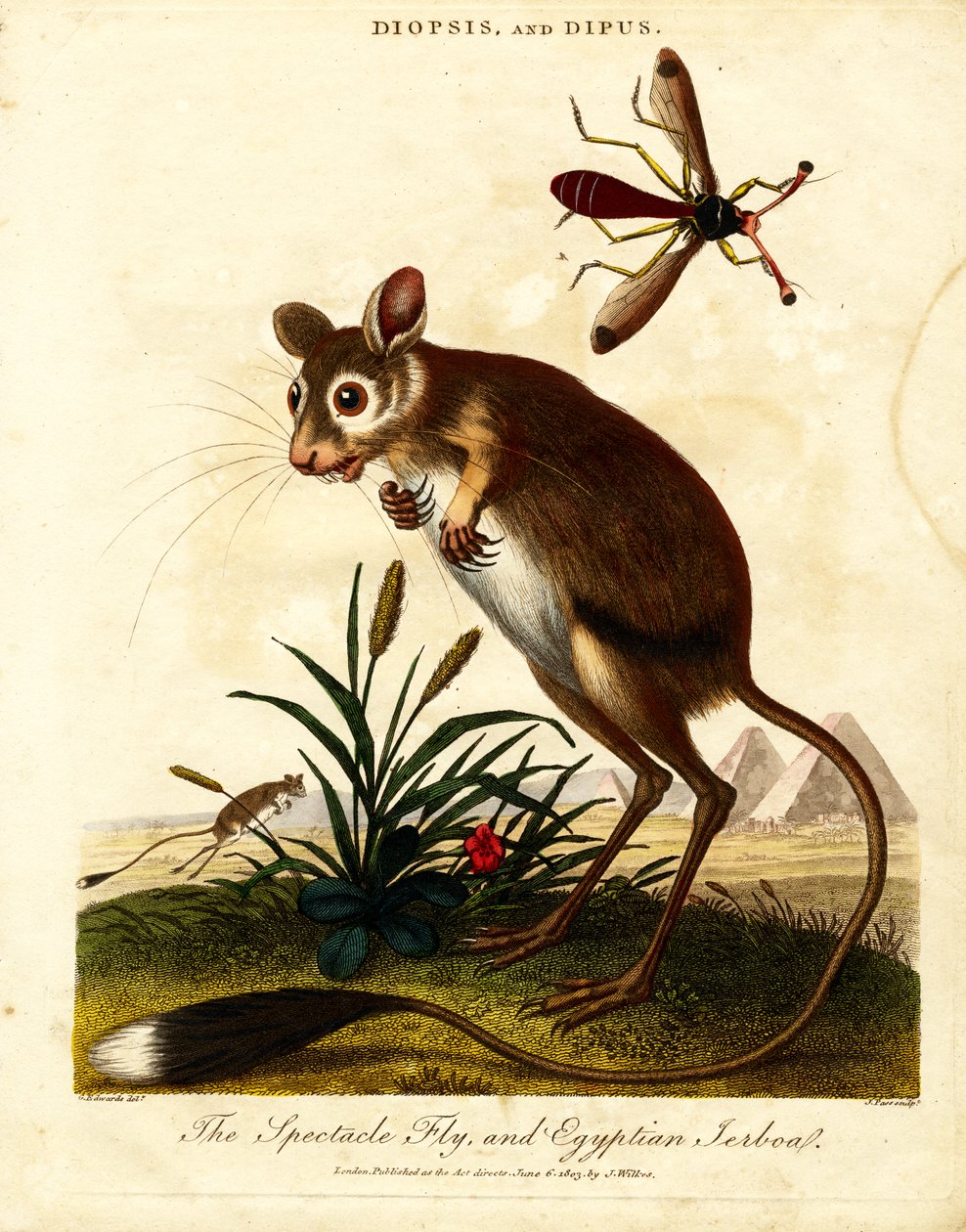 Mouche à lunettes et gerboise égyptienne - John Pass
