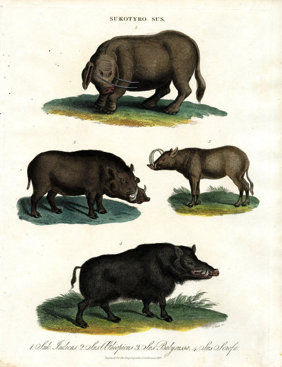 Sukotyro et Sus (Sukotyro et les cochons) - John Pass