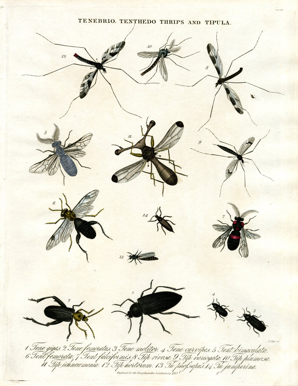 Tenebrio;Tenthedo;Thrips et Tipula - Diversité des insectes - John Pass